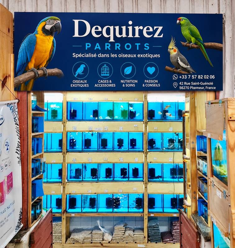Dequirez Parrots Store