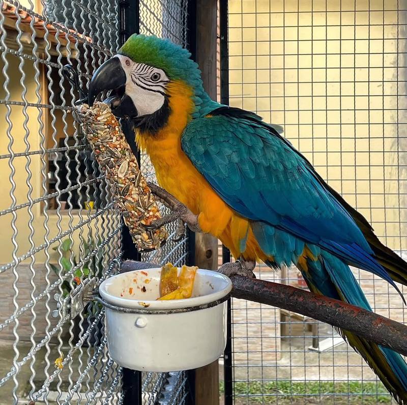 Blue & Gold Macaw