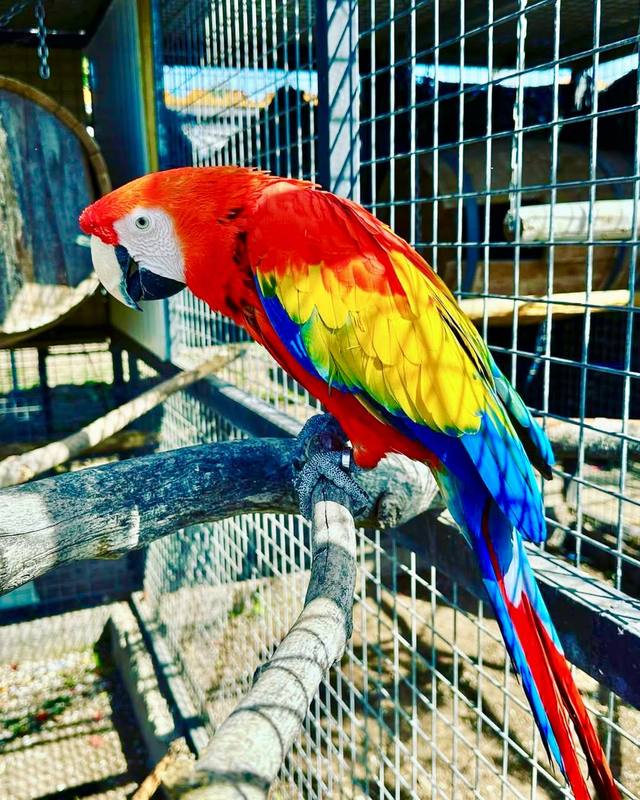 Scarlet Macaw