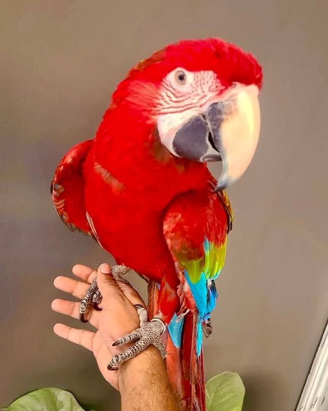 Green-Winged Macaw