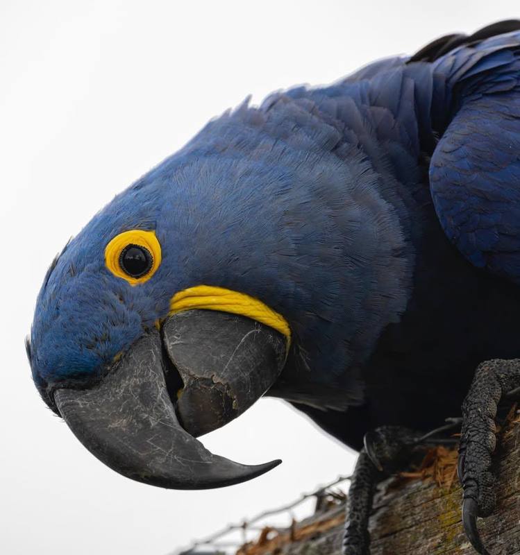 Hyacinth Macaw