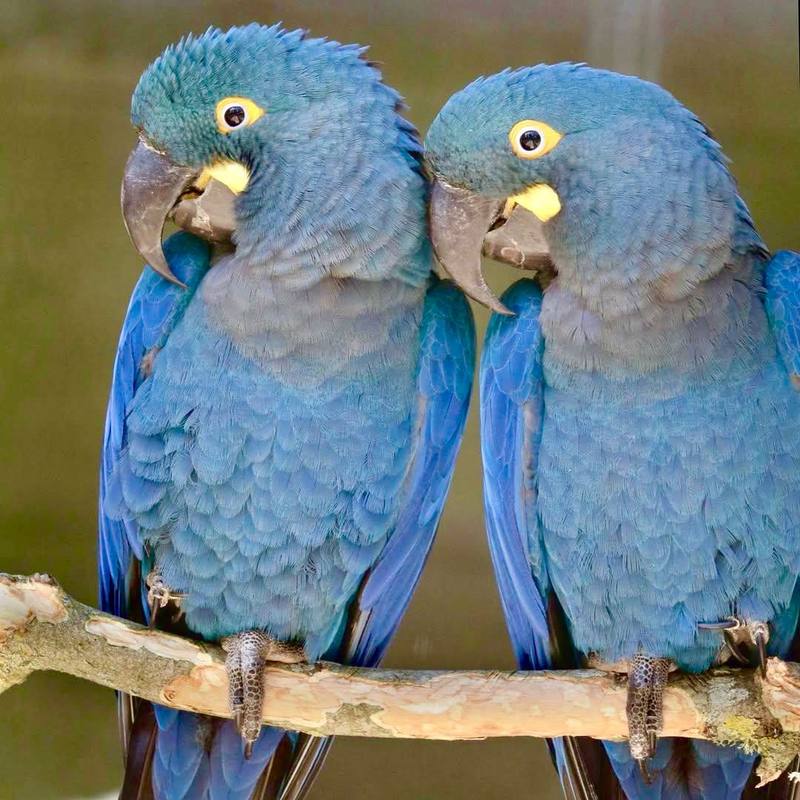 Lear's Macaw