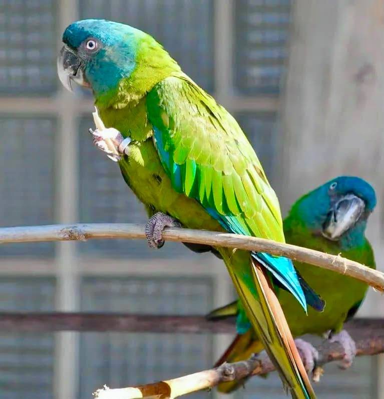 Blue-Headed Macaw