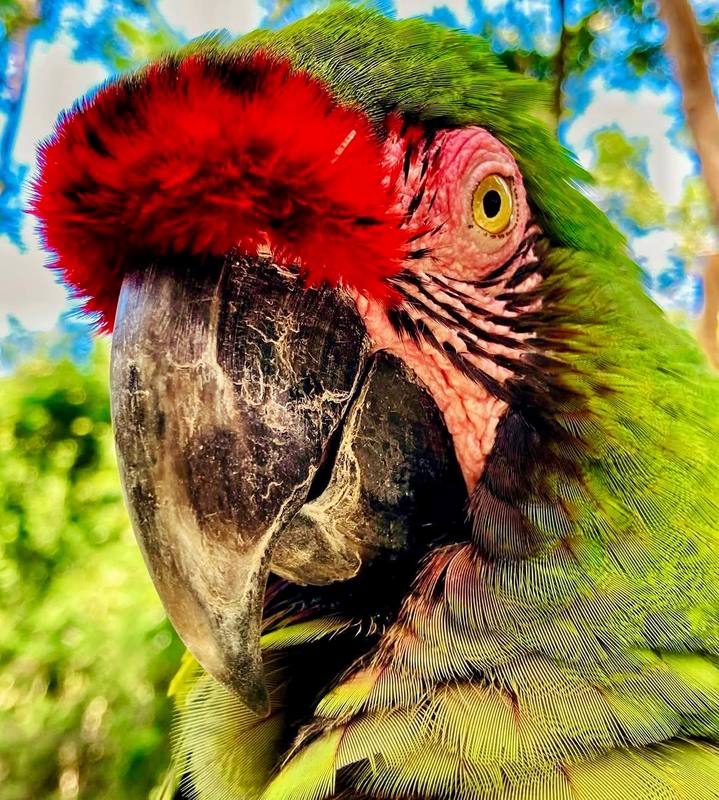 Military Macaw
