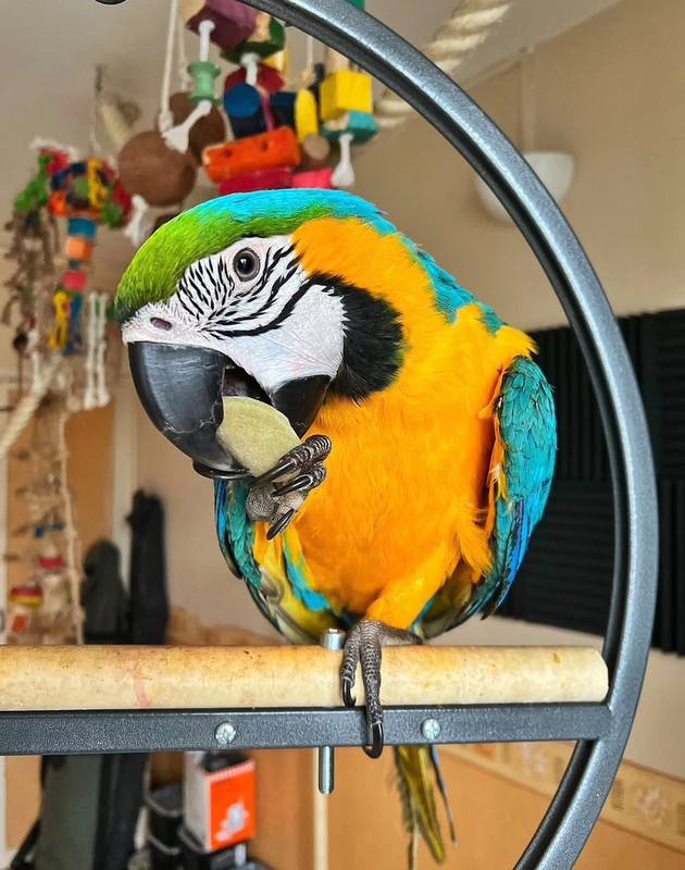 Blue-Throated Macaw