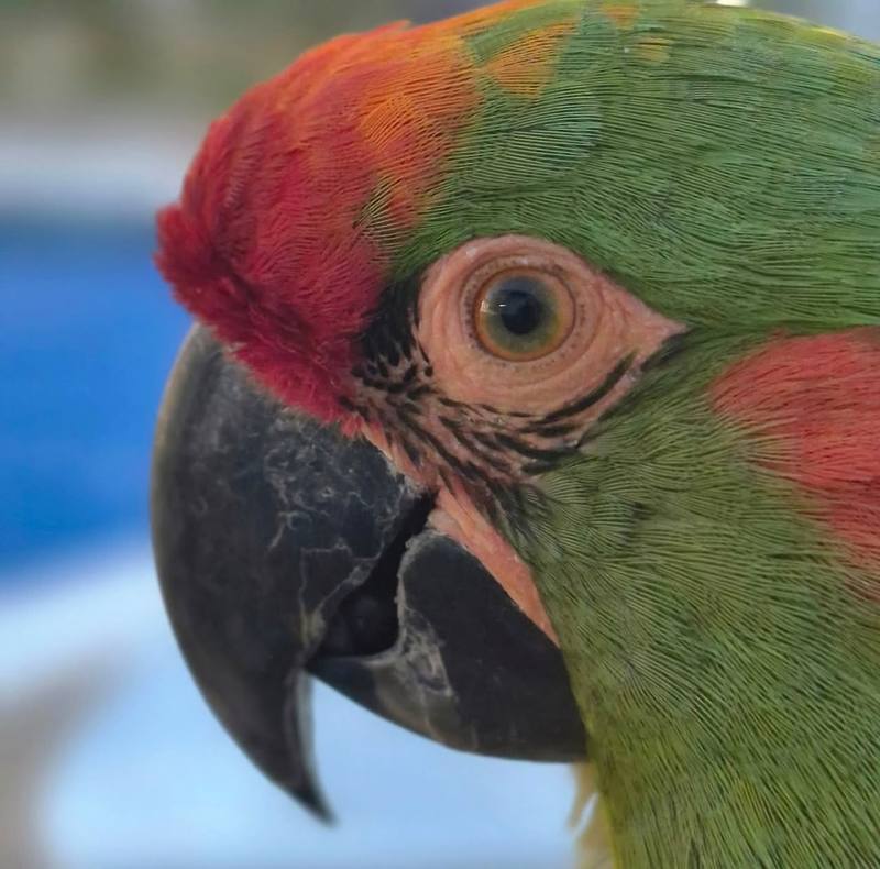 Red-Fronted Macaw
