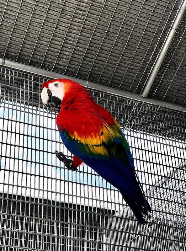 Catalina Macaw