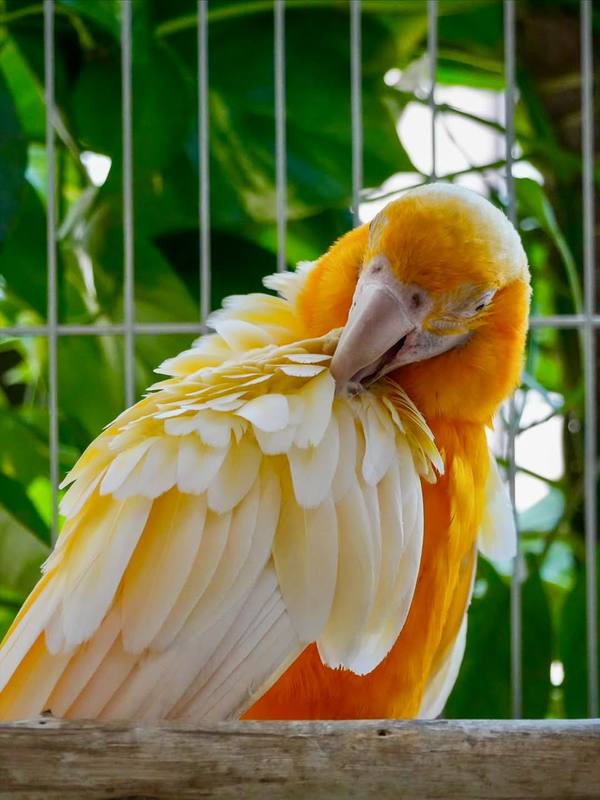 Lutino Macaw