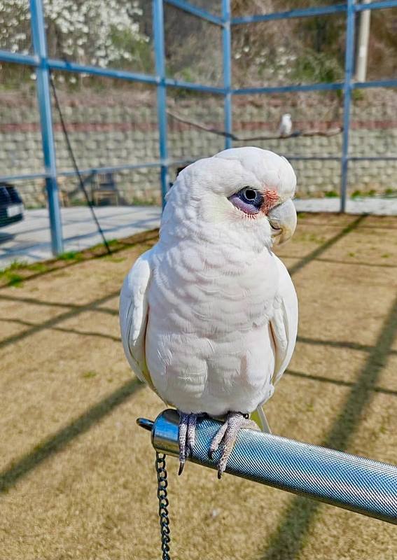 Little Corella