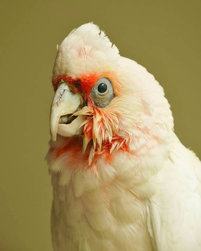 Long-Billed Corella