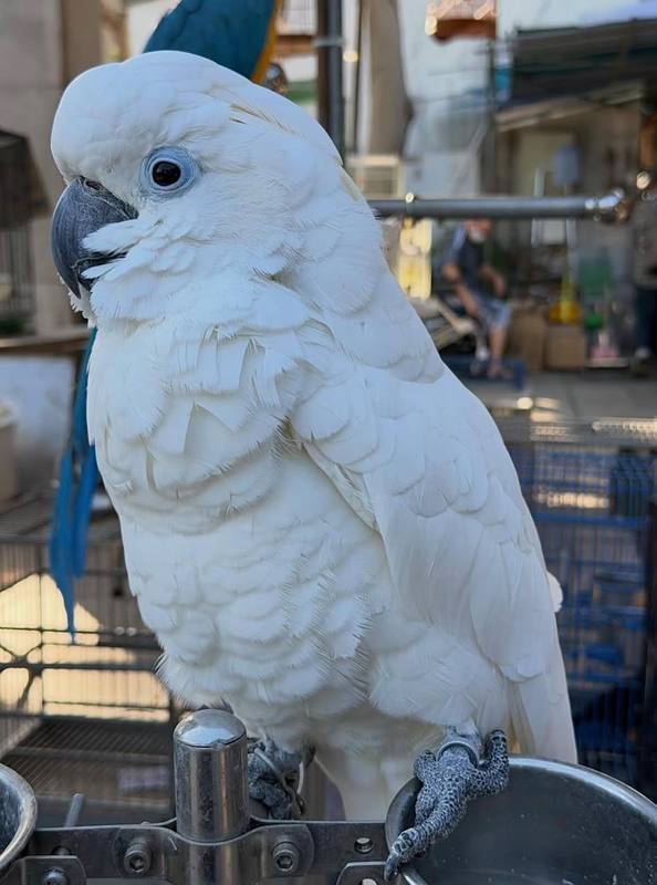 Umbrella Cockatoo