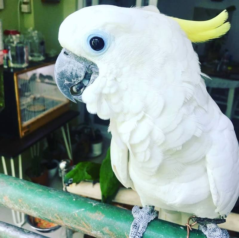 Sulphur-Crested Cockatoo