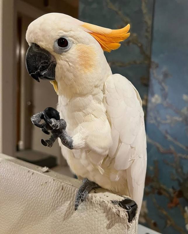 Citron-Crested Cockatoo