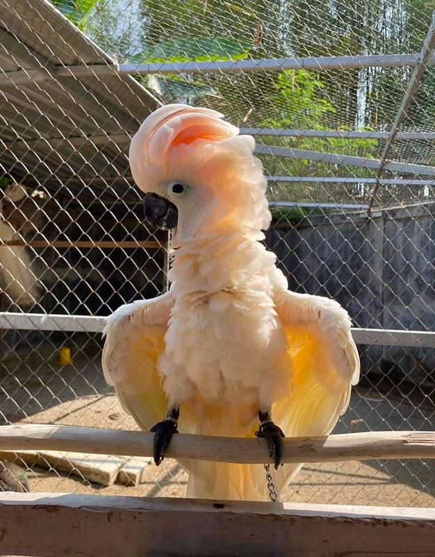 Moluccan Cockatoo