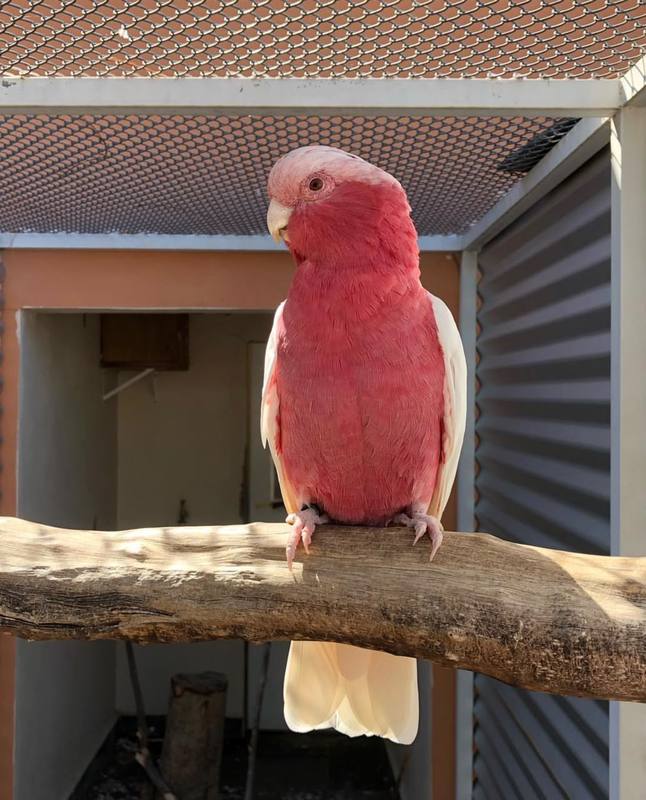 Galah Cockatoo