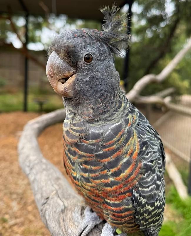 Gang-Gang Cockatoo