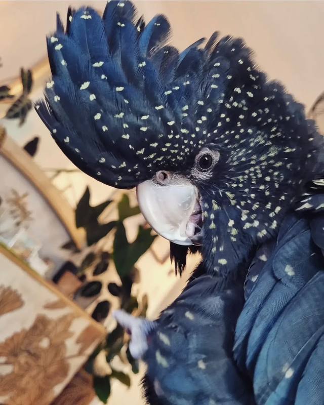 Red-Tailed Black Cockatoo