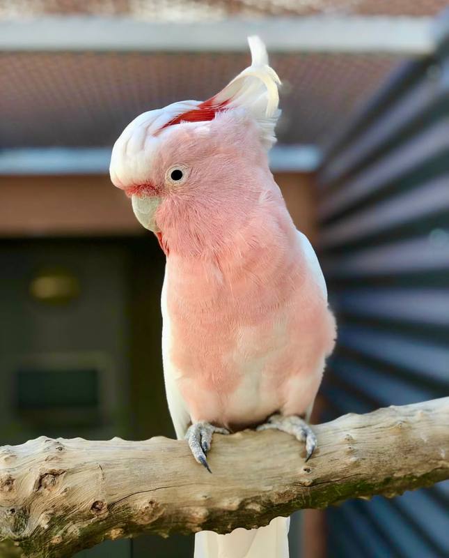 Major Mitchell's Cockatoo