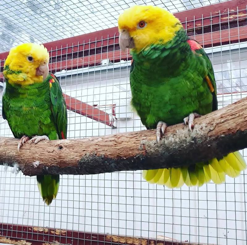 Yellow-Headed Amazon
