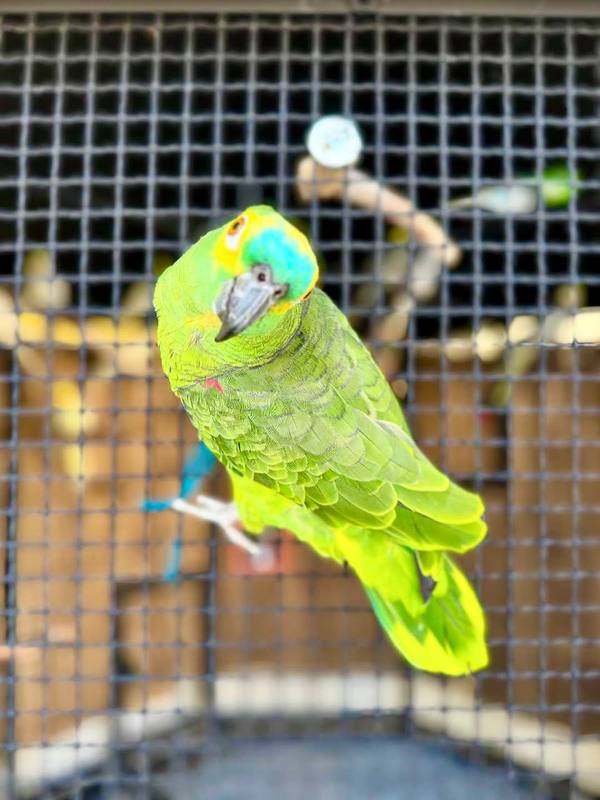 Blue-Fronted Amazon