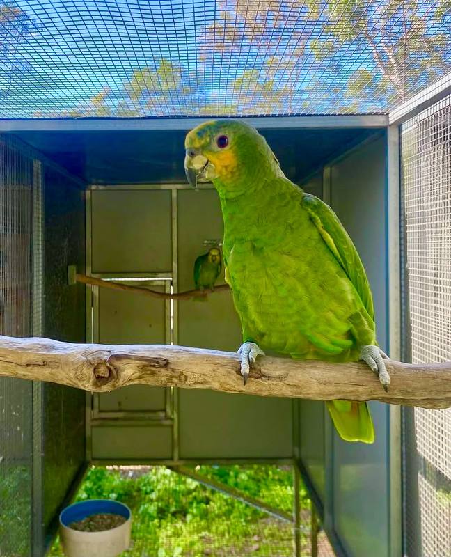 Orange-Winged Amazon