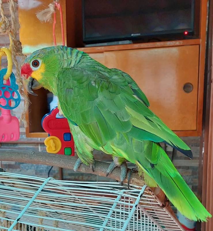 Red-Lored Amazon