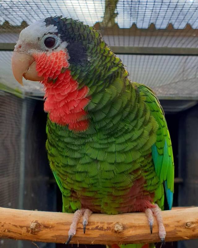 Cuban Amazon