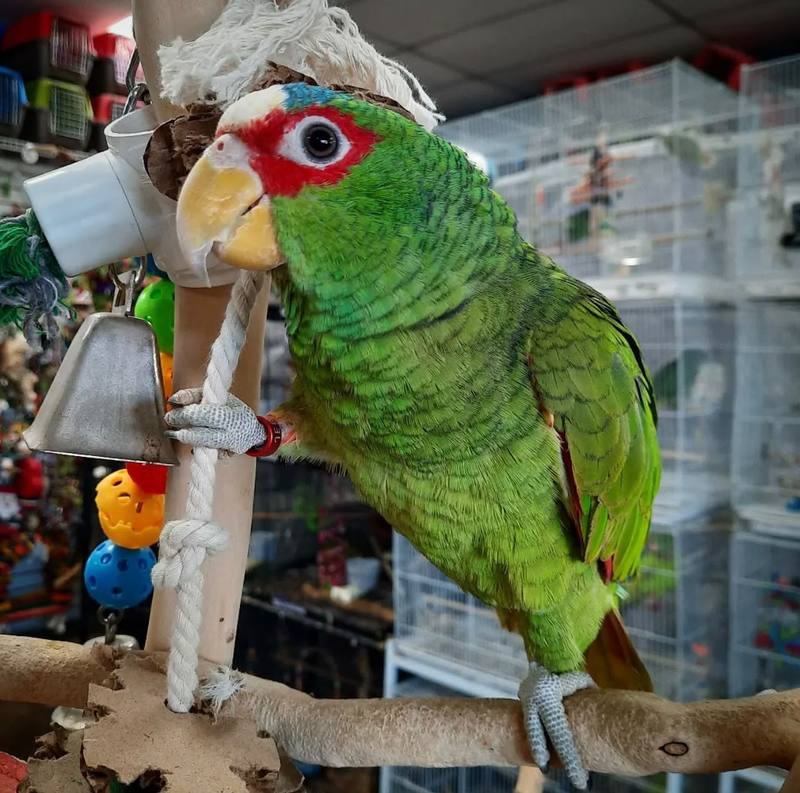 White-Fronted Amazon