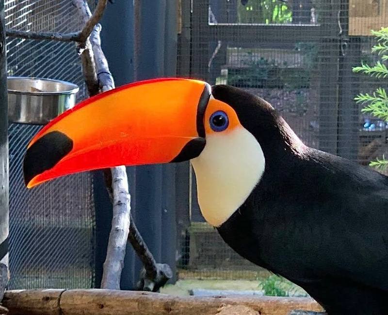 Toco Toucan