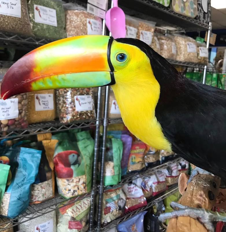 Keel-Billed Toucan