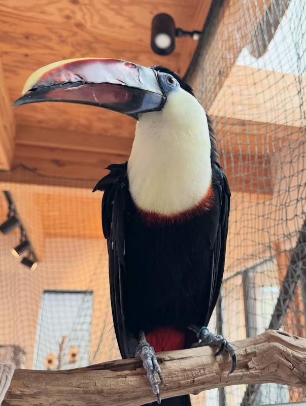 White-Throated Toucan
