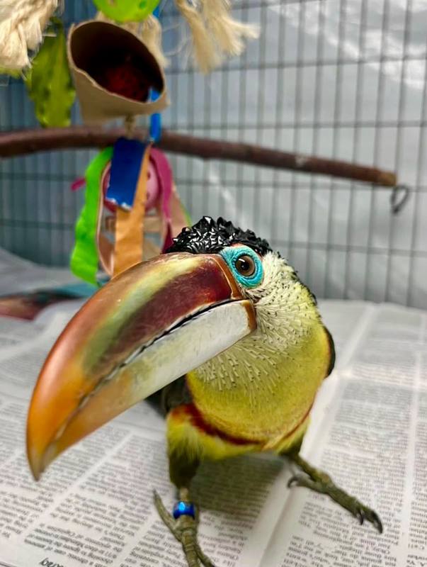 Curly-Crested Aracari