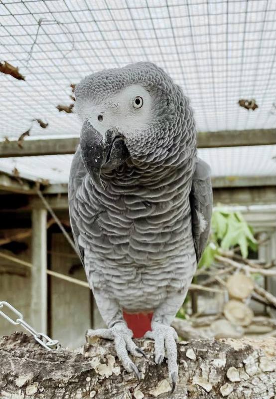Congo African Grey