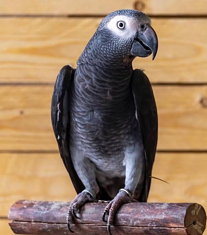 Timneh Grey Parrot