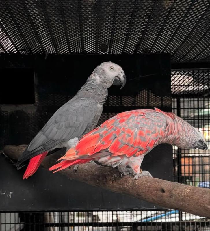 Red Factor African Grey