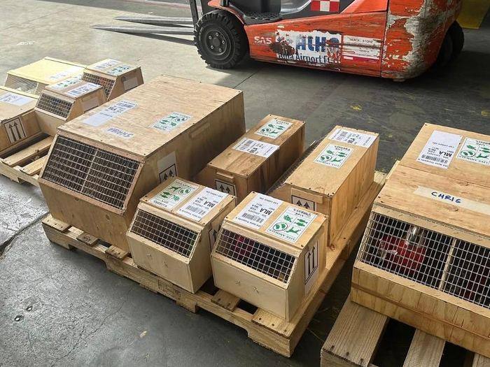 Travel crates ready for cargo loading