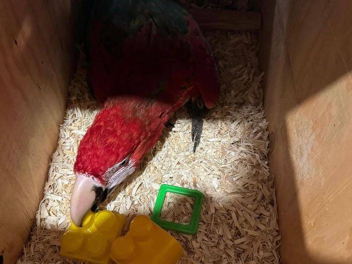 Macaw calm and comfortable in transit crate